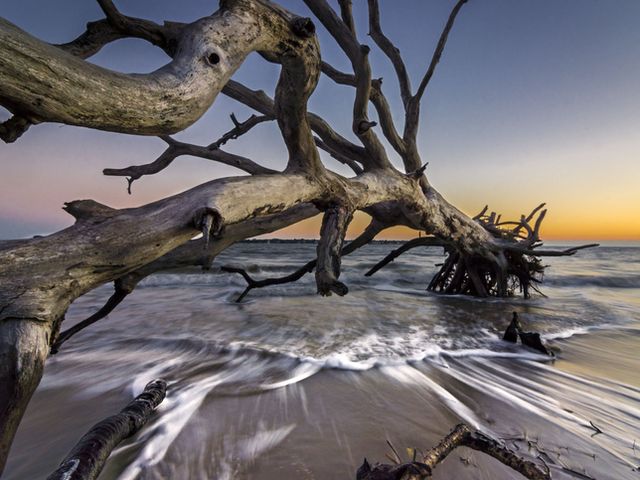Driftwood at sunrise on Jekyll Island’s Driftwood Beach